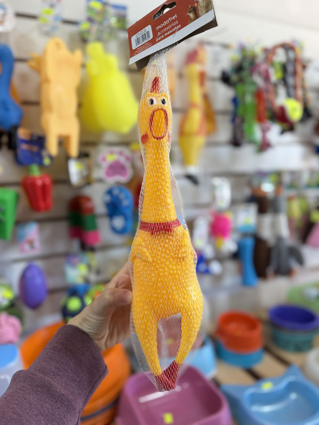 Gallina de Goma con Chifle
